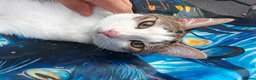 Domestic Shorthair cats for sale: Loving 8-Month Male Cat (Neutered/Vaccinated) - Advert 7