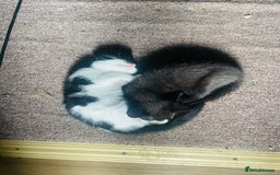 Mixed Breed cats for sale: Beutiful kittens for sale - Image 16