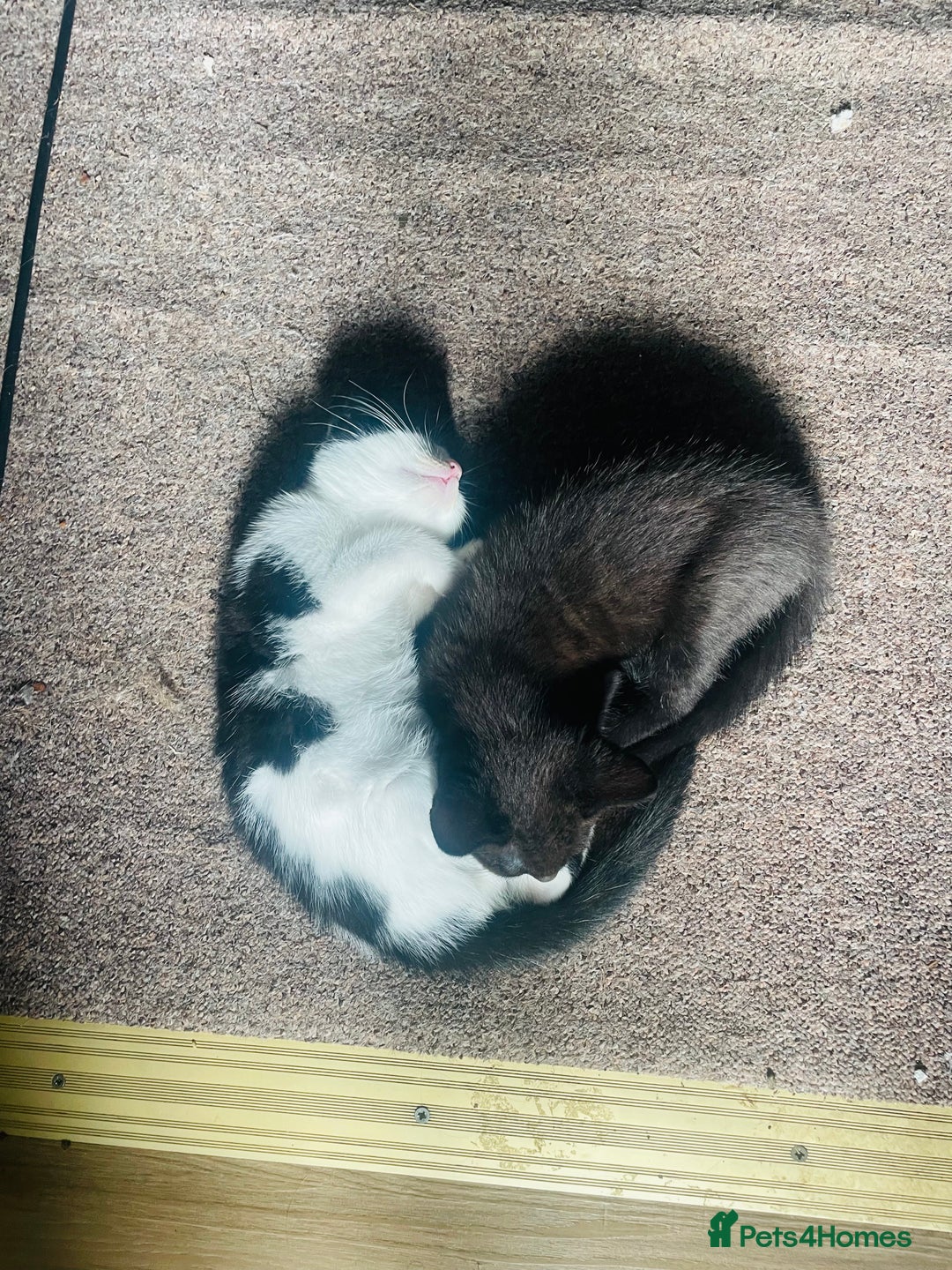 Mixed Breed cats for sale: Beutiful kittens for sale - Image 16