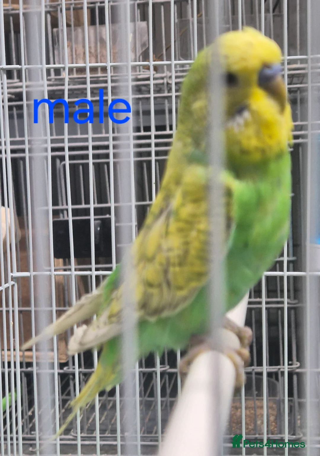 Budgerigars birds for sale: Budgies available for new homes - Advert 5