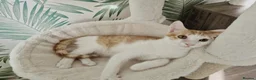 Mixed Breed cats for adoption:  🌽 Meet Corn in Edinburgh - Advert 3