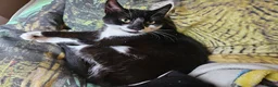 Mixed Breed cats for sale: £25 - Beautiful Cat, Lovely Temperment - Advert 1