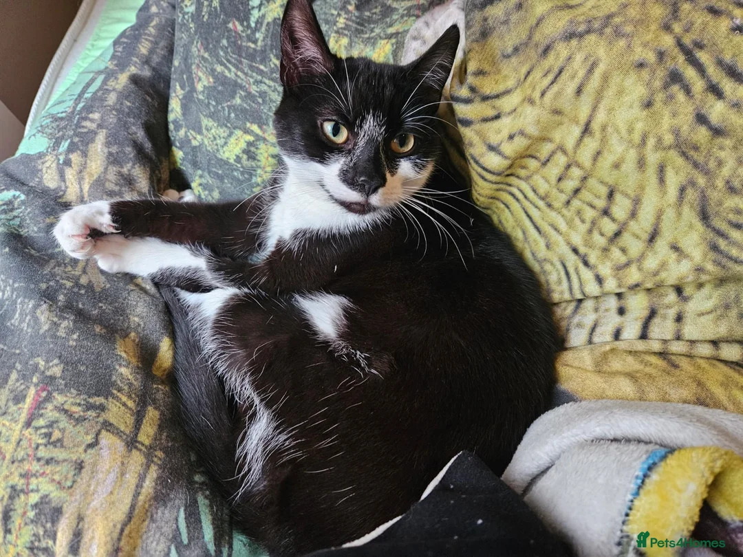 Mixed Breed cats for sale: £25 - Beautiful Cat, Lovely Temperment - Advert 1