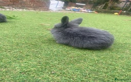 Mini Lop rabbits for sale: Beautiful mini lop bunnies 😍🐰 - Image 7