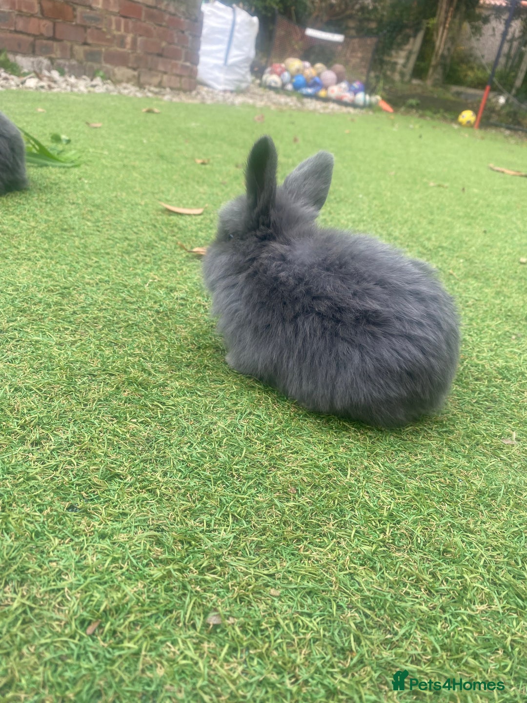 Mini Lop rabbits for sale: Beautiful mini lop bunnies 😍🐰 - Image 7
