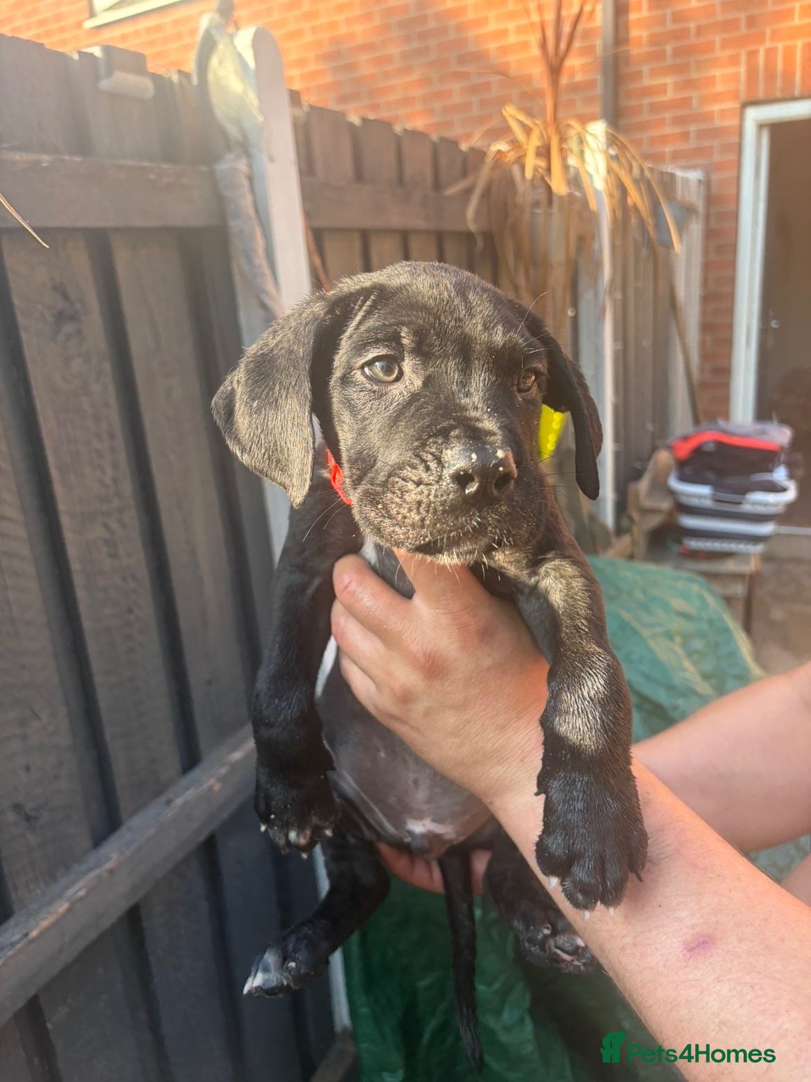 Cane Corso dogs cane corso pups - Advert 2
