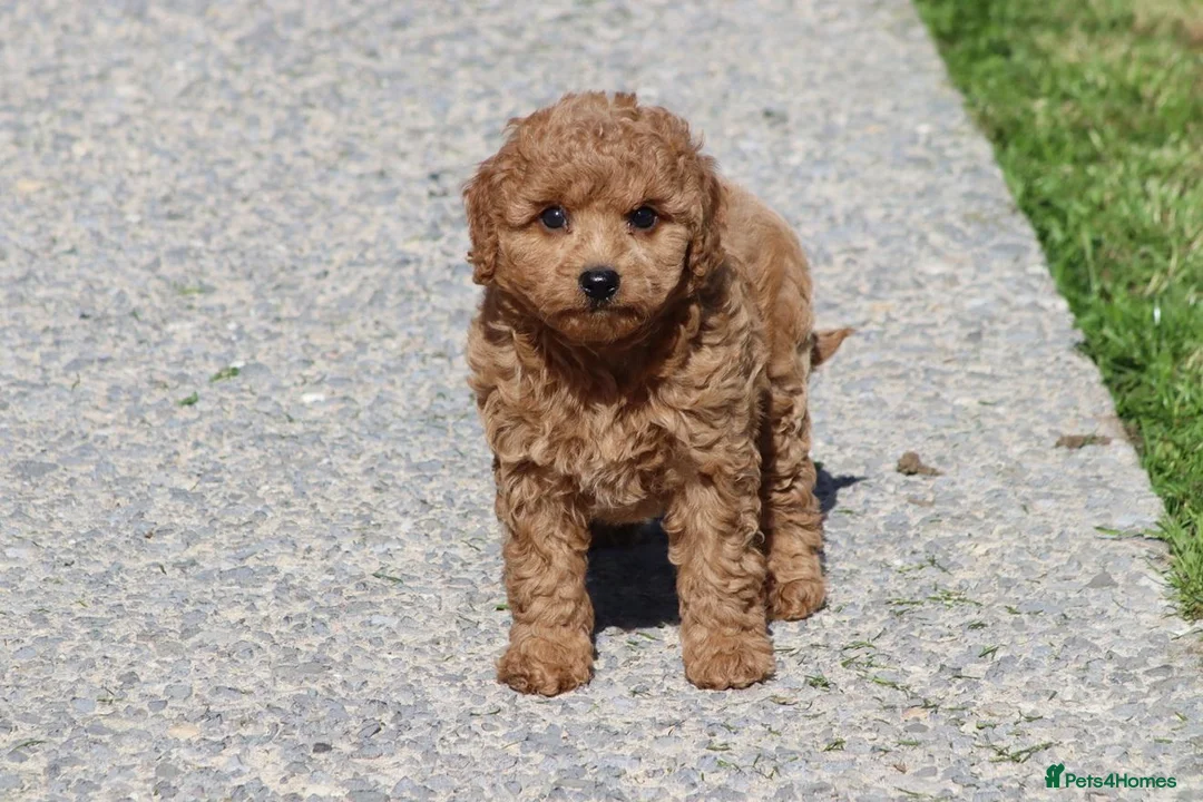 Cockapoo dogs for sale: Beautiful Cockapoo puppies for sale  in Llanelli - Advert 36