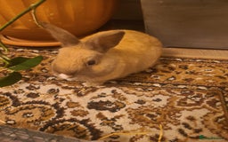 Netherland Dwarf rabbits for sale: Netherland dwarfs for free - Image 3