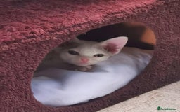 Devon Rex cats for sale: Devon Rex kittens GCCF registered  - Image 3