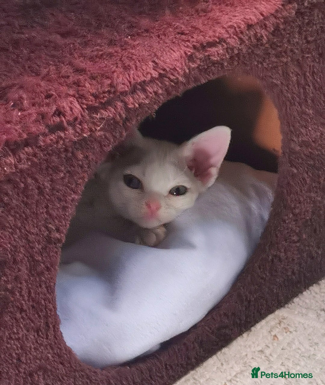 Devon Rex cats for sale: Devon Rex kittens GCCF registered  - Image 3