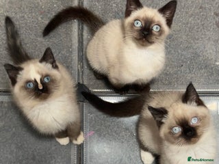 British Shorthair cats TICA Active BSH Colourpoint Kittens - Advert 9