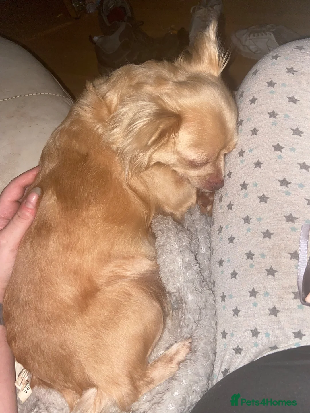 Chihuahua dogs for sale: Blue tri puppies  in Weston-super-Mare - Advert 7