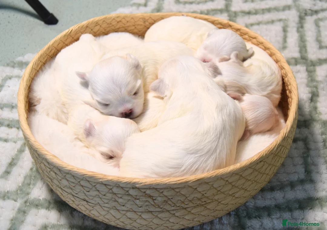 Maltese dogs for sale: Exclusive Maltese puppies for reserve! - Advert 1