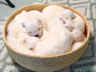 Maltese dogs Exclusive Maltese puppies for reserve! - Advert 1