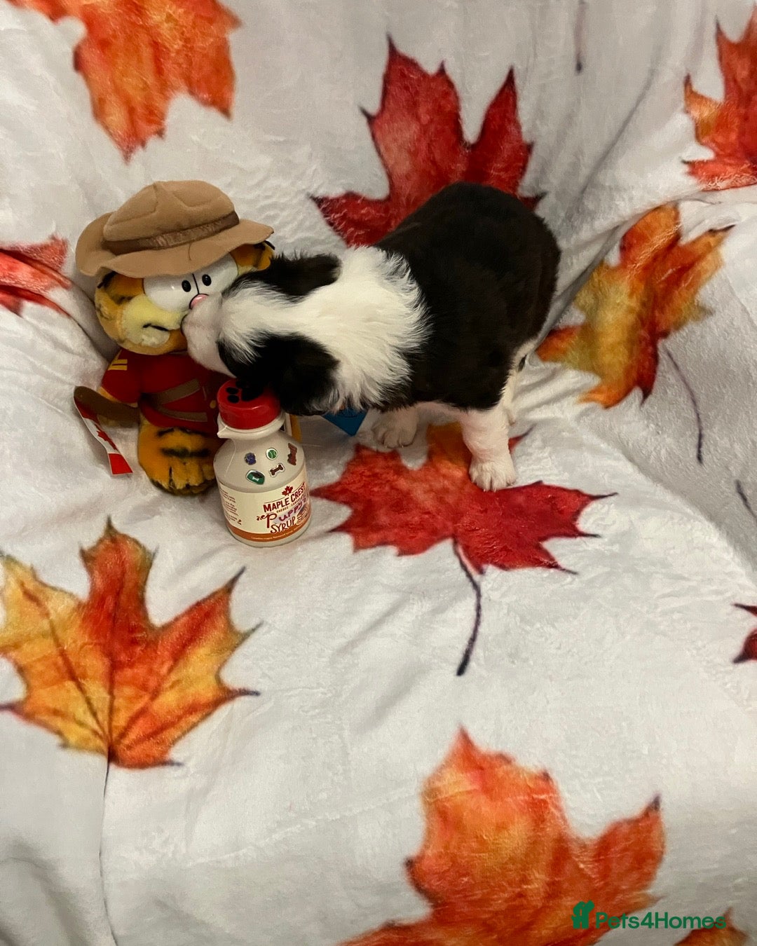 Border Collie dogs for sale: KC reg Border Collie Puppies - Advert 2