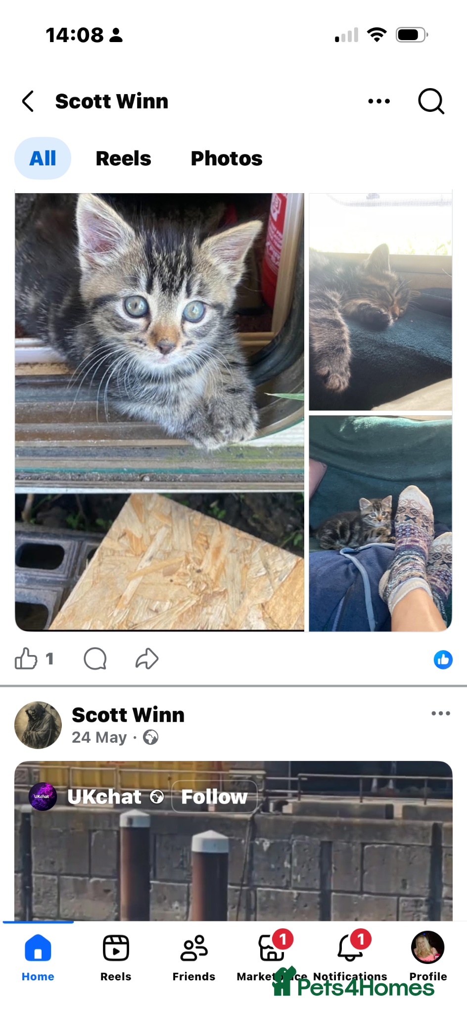 Mixed Breed cats Tabby kitten for sale  - Advert 4