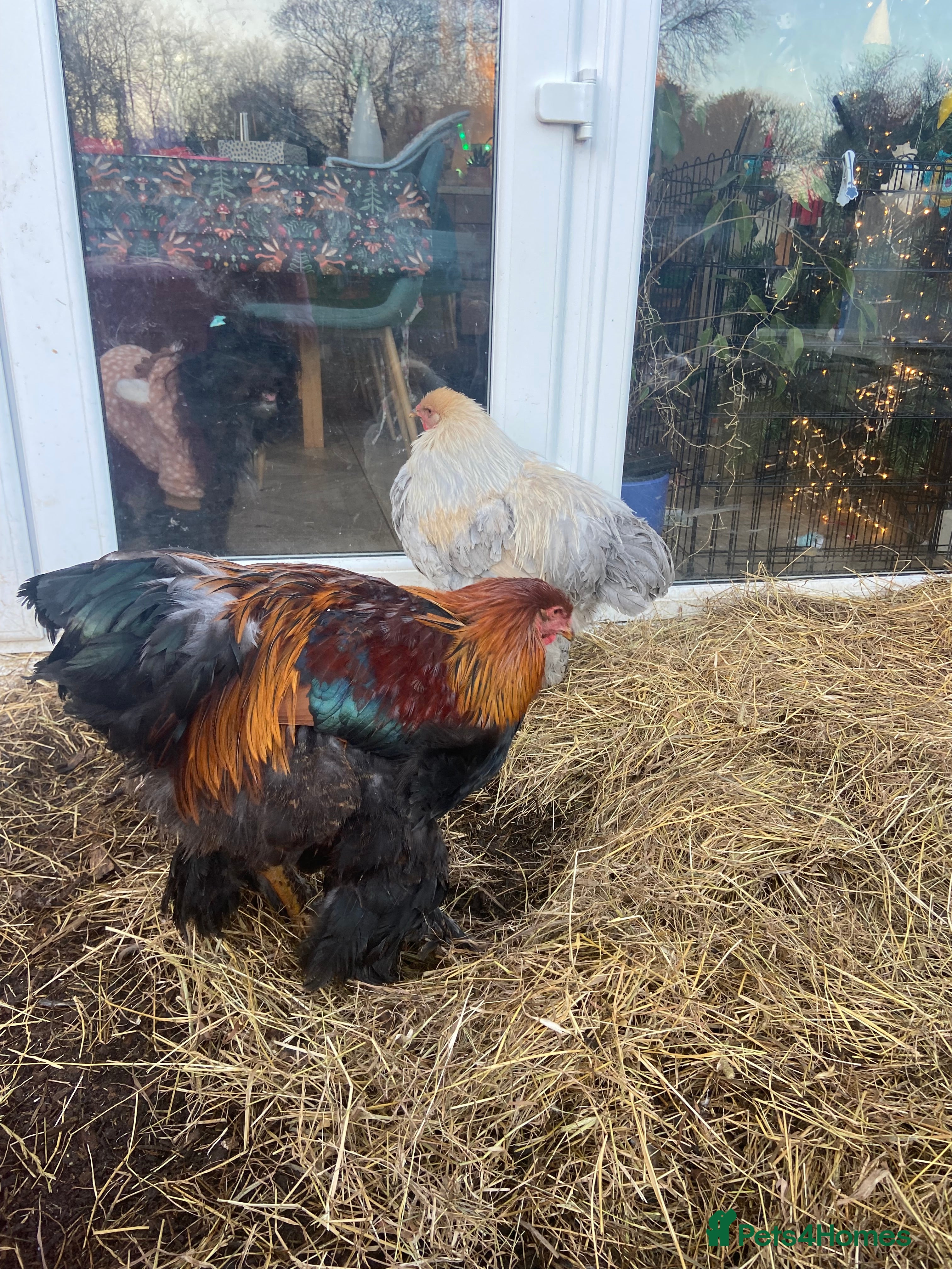 Chickens poultry Stunning gentle Brahma rooster / cockerels  - Advert 1