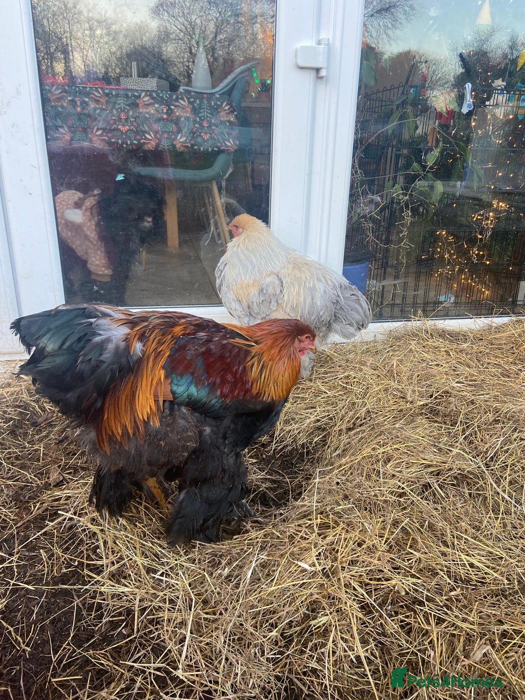 Chickens poultry for sale: Stunning gentle Brahma rooster / cockerels  - Advert 1