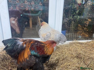 Chickens poultry Stunning gentle Brahma rooster / cockerels - Advert 1