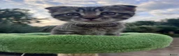 British Shorthair cats for sale: ❤️British shorthair Fold&Maine Coon ❤️ - Advert 3