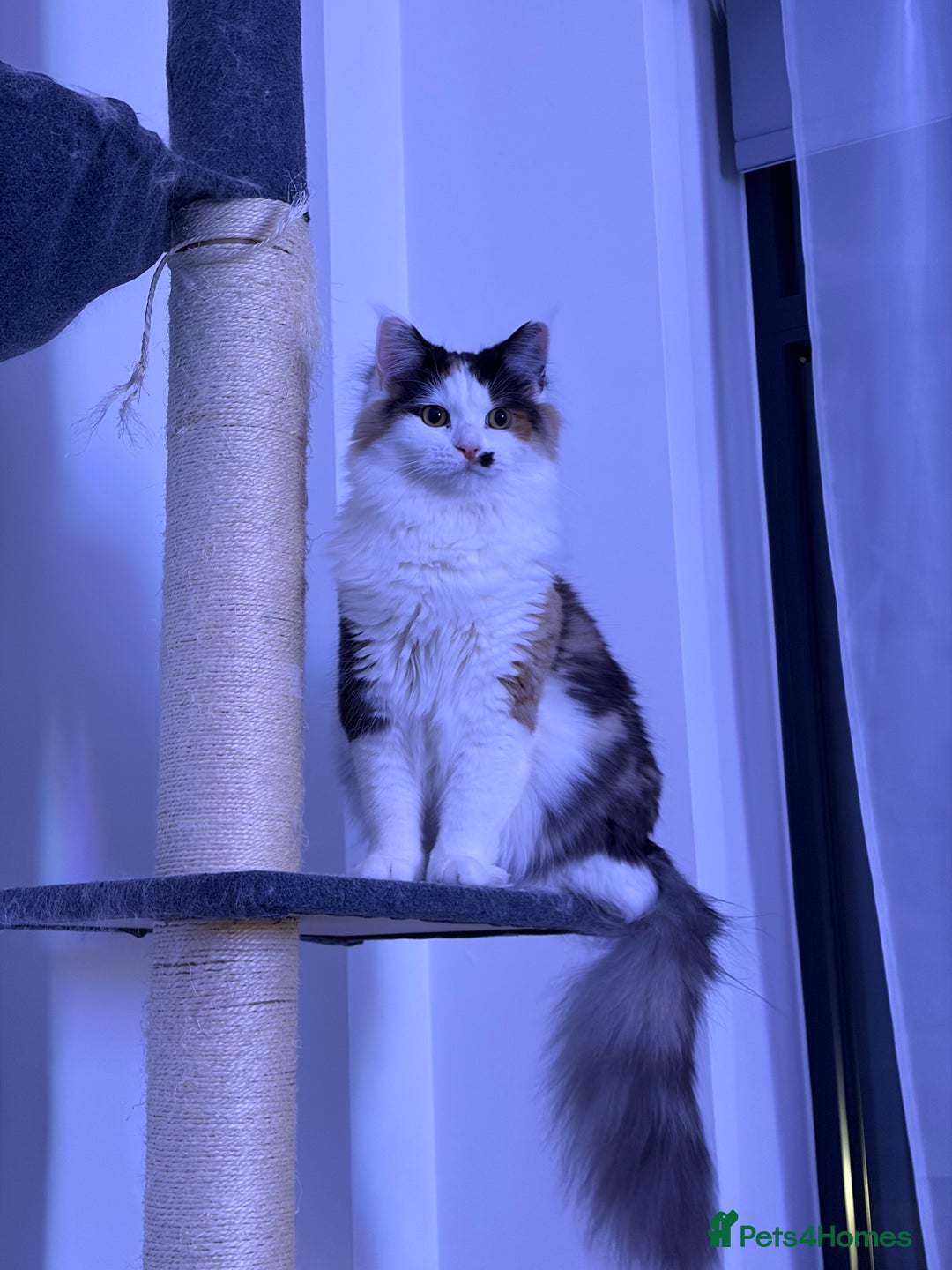 Mixed Breed cats for sale: Tiff - mixed breed - Advert 4