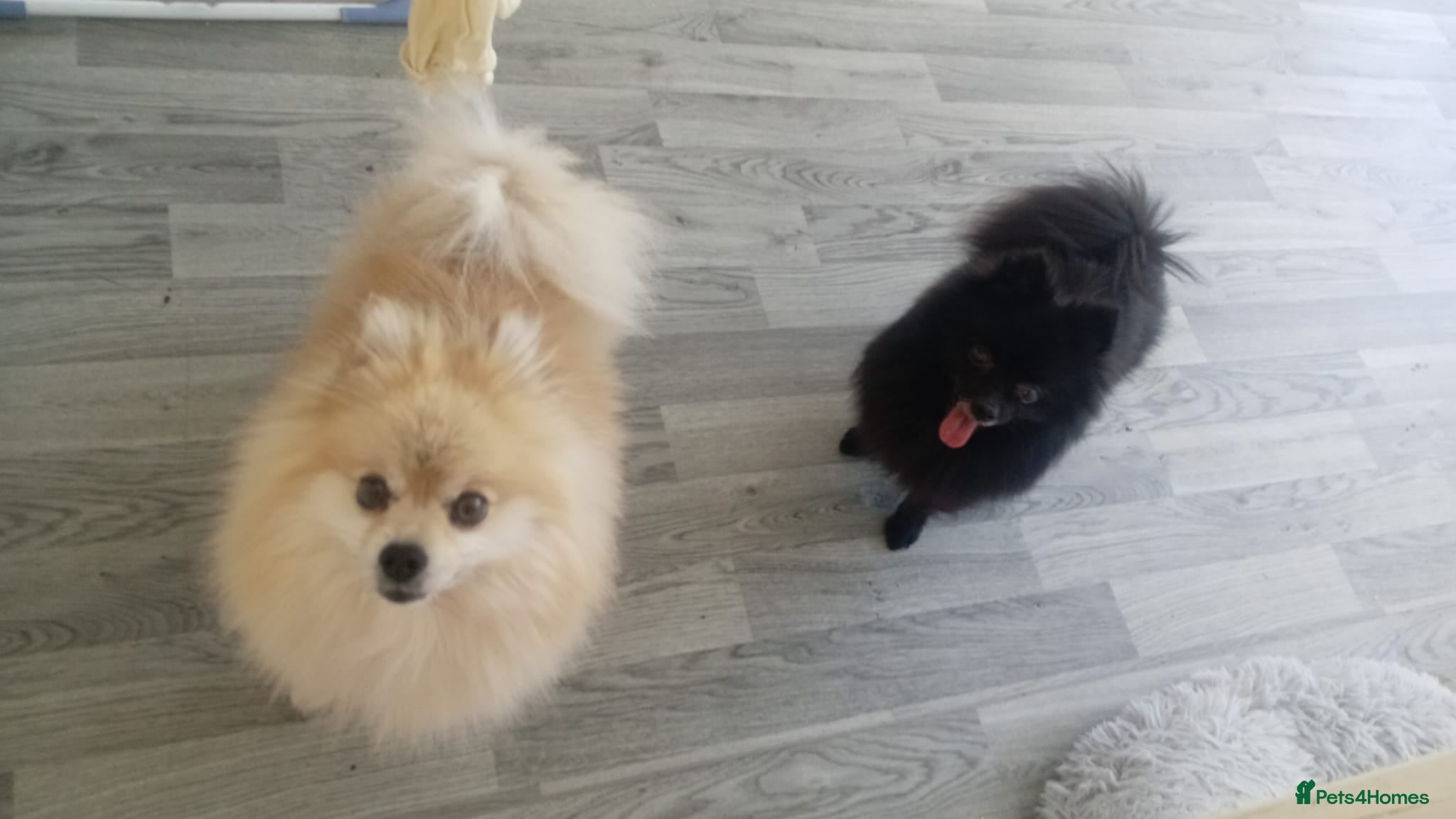 Pomeranian dogs Boy and girl pom - Advert 1