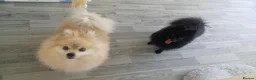 Pomeranian dogs for sale: Boy and girl pom in Newton Aycliffe - Advert 1
