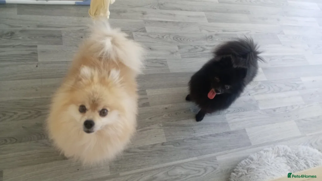 Pomeranian dogs for sale: Boy and girl pom in Newton Aycliffe - Advert 1
