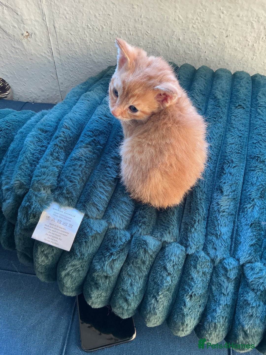 Domestic Shorthair cats for sale: Black-white-Ginger kitten - Advert 17