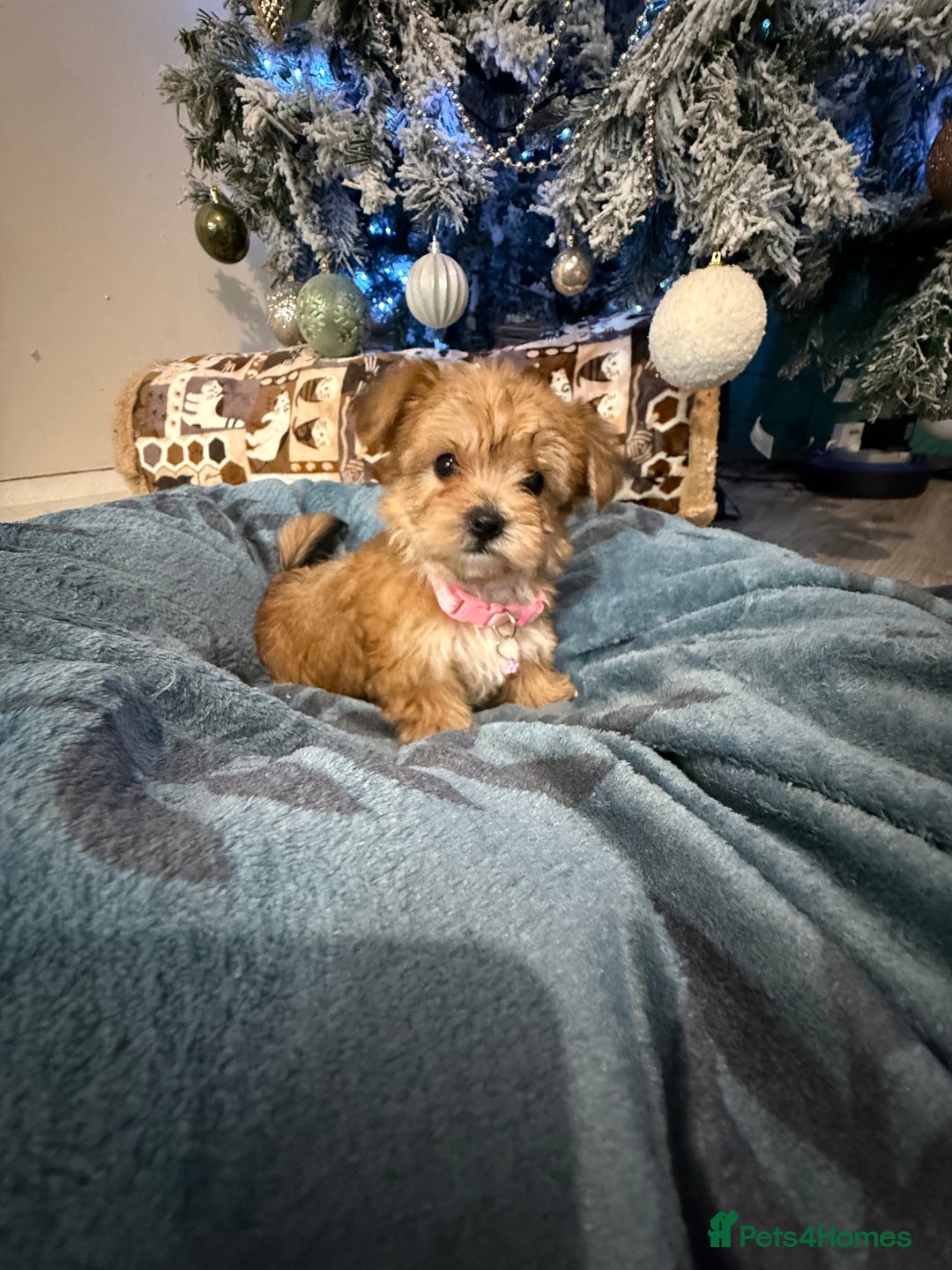 Yorkshire Terrier dogs for sale: Mini Yorkshire Terrier  - Advert 8