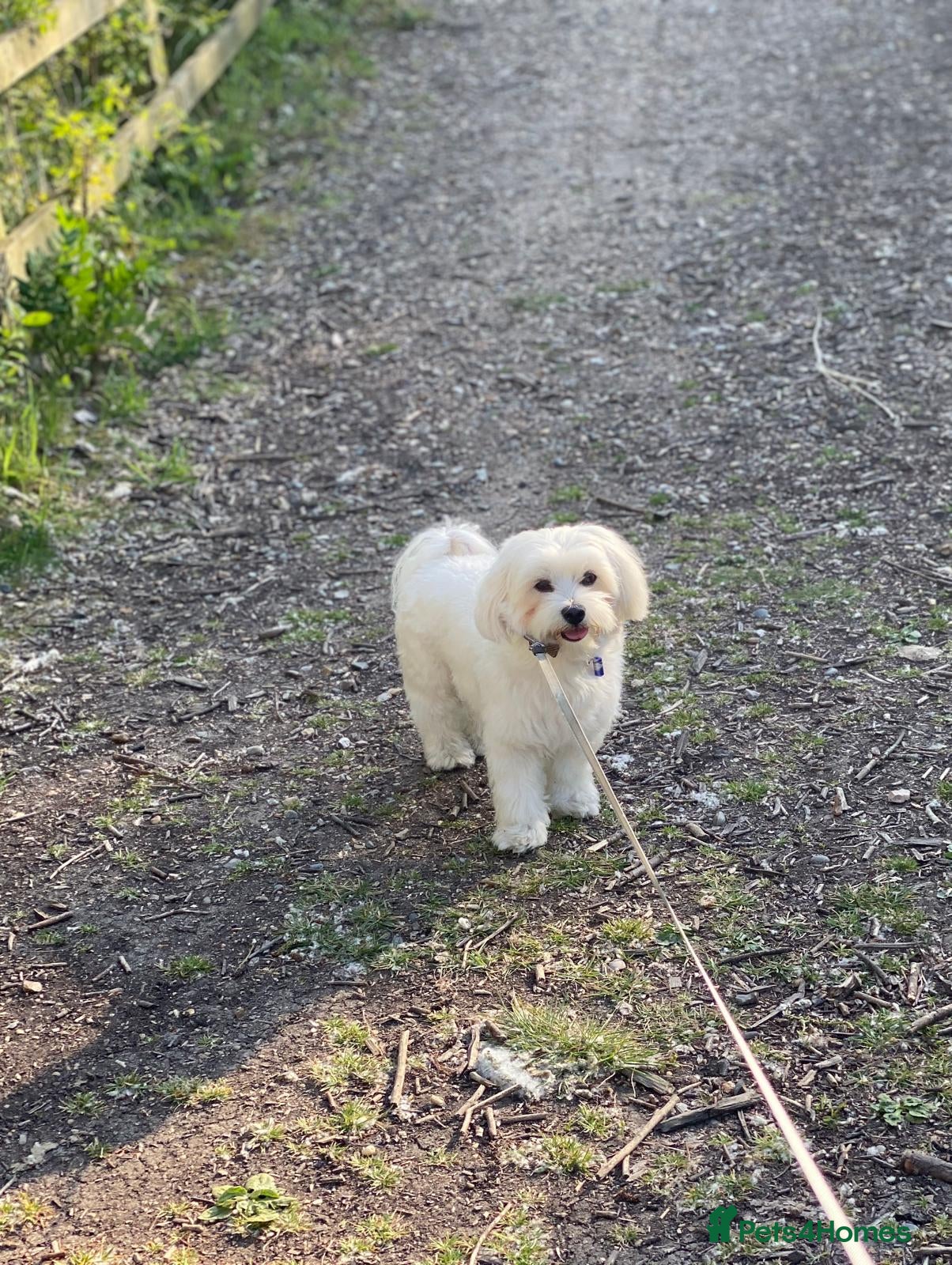 Maltese dogs Denny - Advert 1