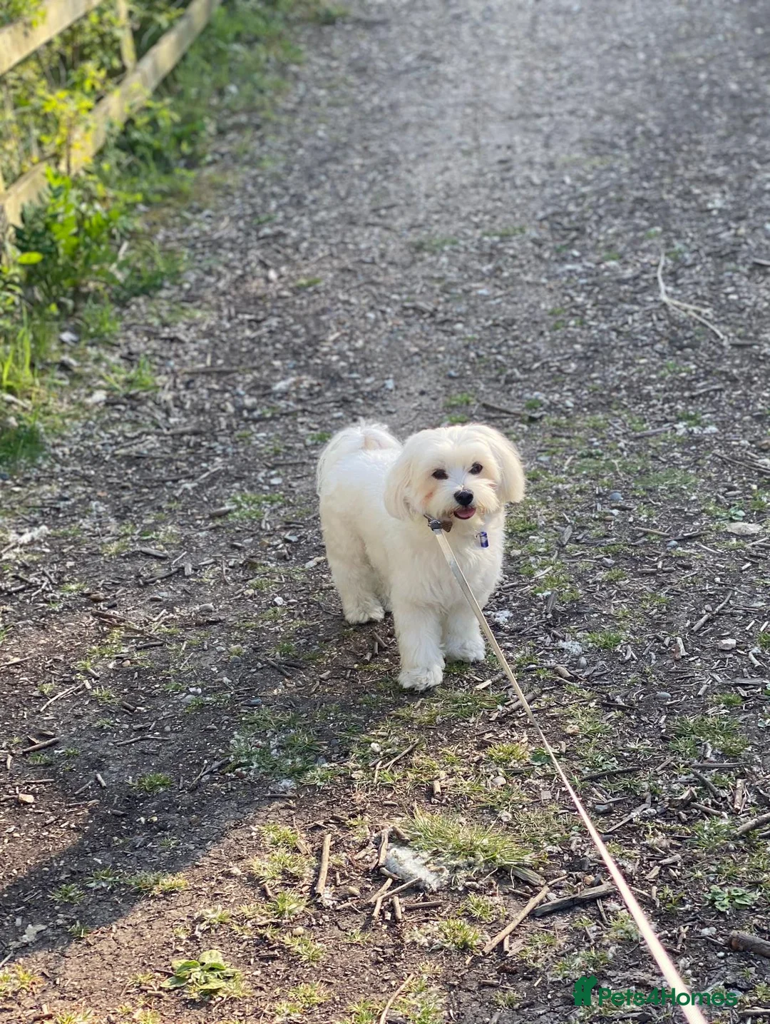 Maltese dogs for stud: Denny - Advert 1