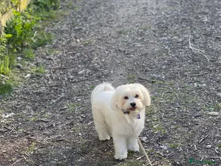 Maltese dogs Denny - Advert 1