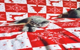 British Shorthair cats for sale: British shorthair kittens - Image 8