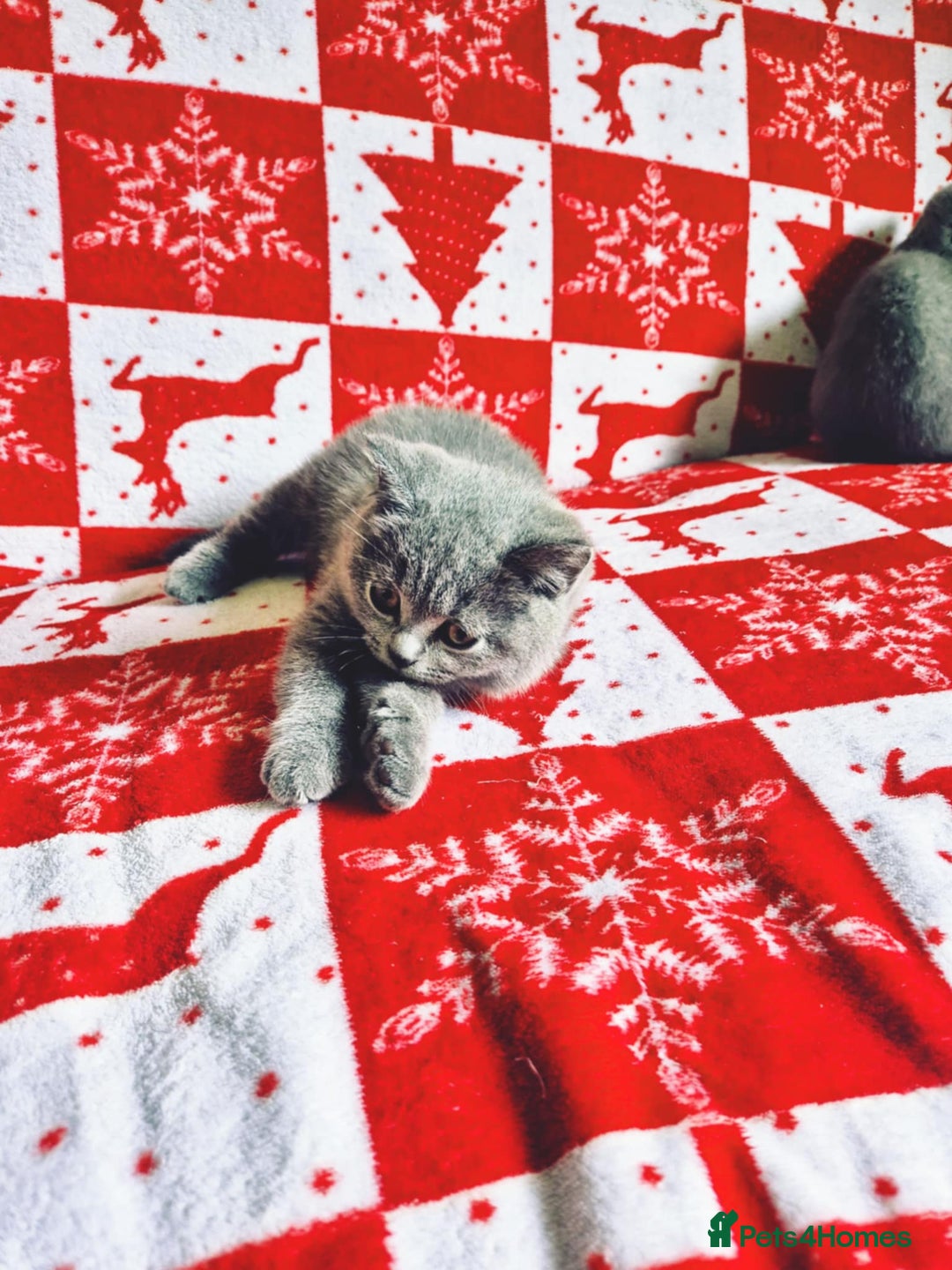 British Shorthair cats for sale: British shorthair kittens - Image 8