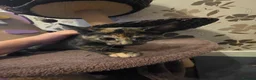Mixed Breed cats for sale: Four Adorable and Feisty Kittens for Sale - Advert 6