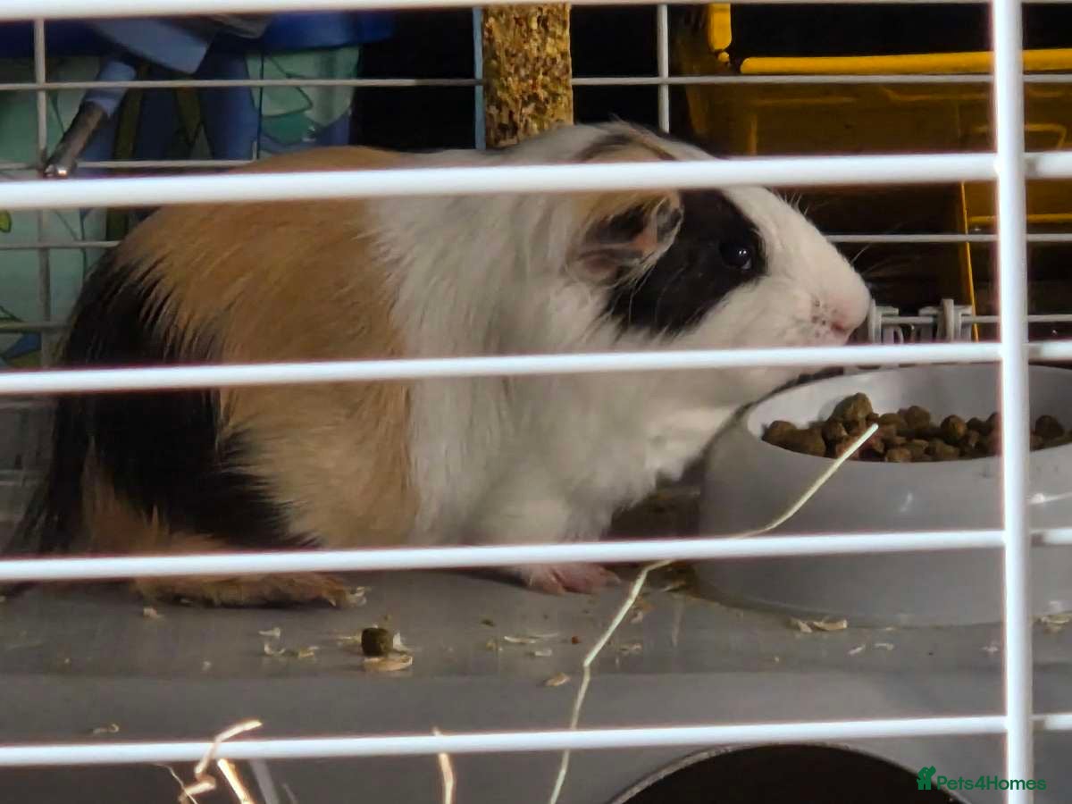 Guinea Pig rodents Two Guinea pigs  - Advert 11