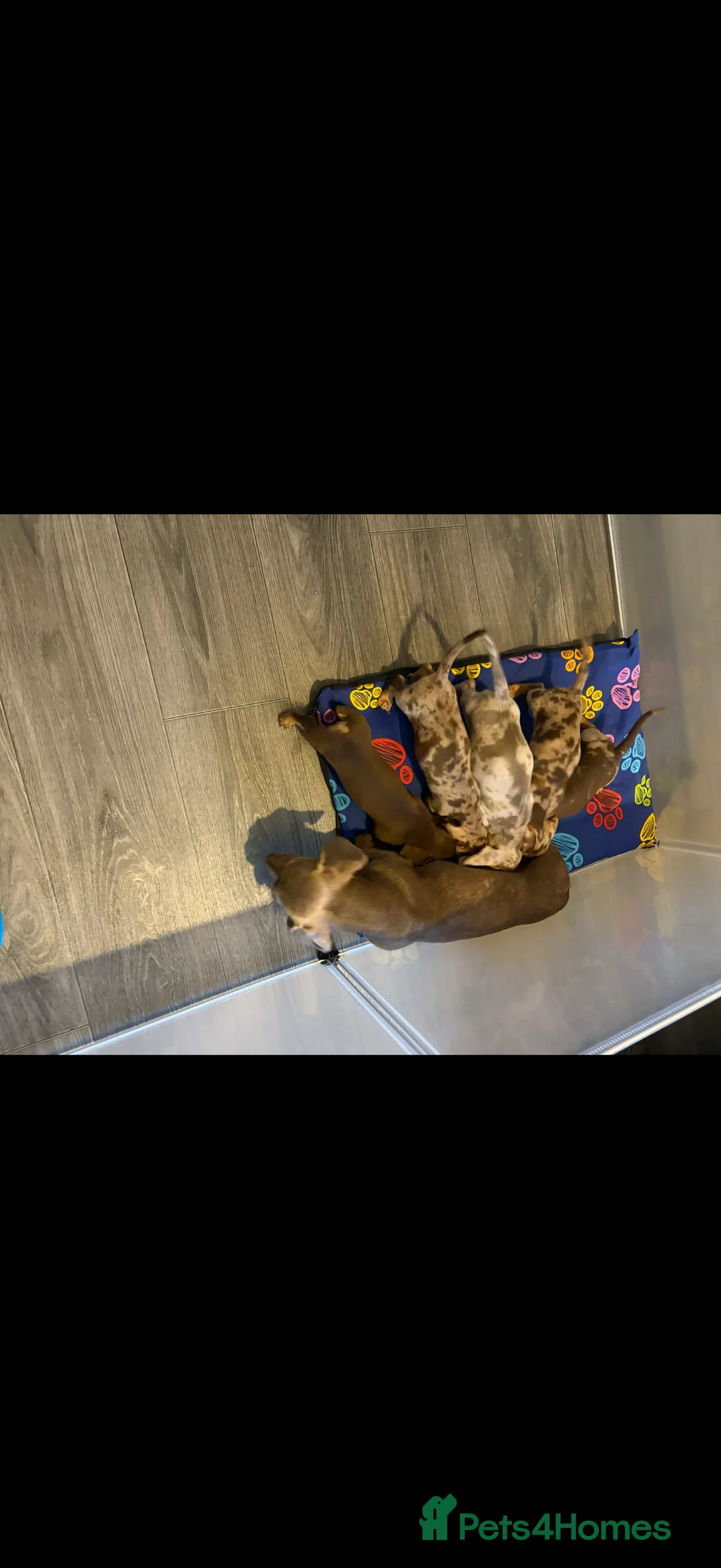 Miniature Dachshund dogs for sale: KC registered Miniature Dachshund puppies  - Advert 30