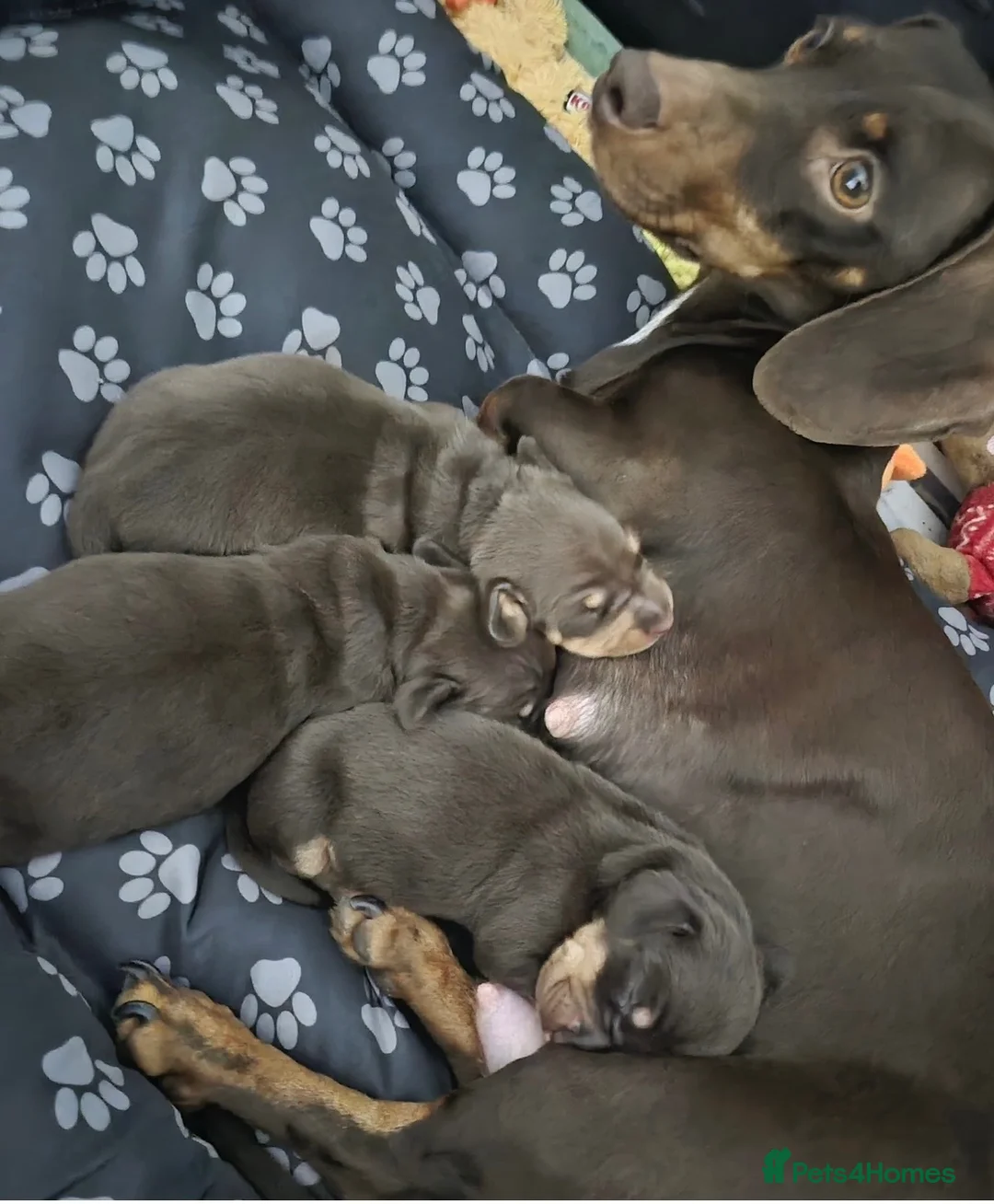 Miniature Dachshund dogs for sale: 2 beautiful bitches. Chocolate and tan in Wellingborough - Advert 2