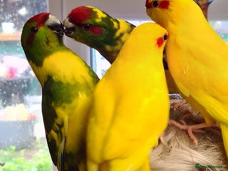 Parakeets birds - Advert 2