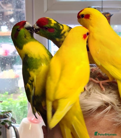 Parakeets birds - Advert 2
