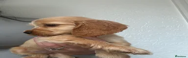 Cocker Spaniel 5
