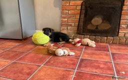 German Shepherd dogs for sale: 25 years experience  breeding German Shepherds - Image 8
