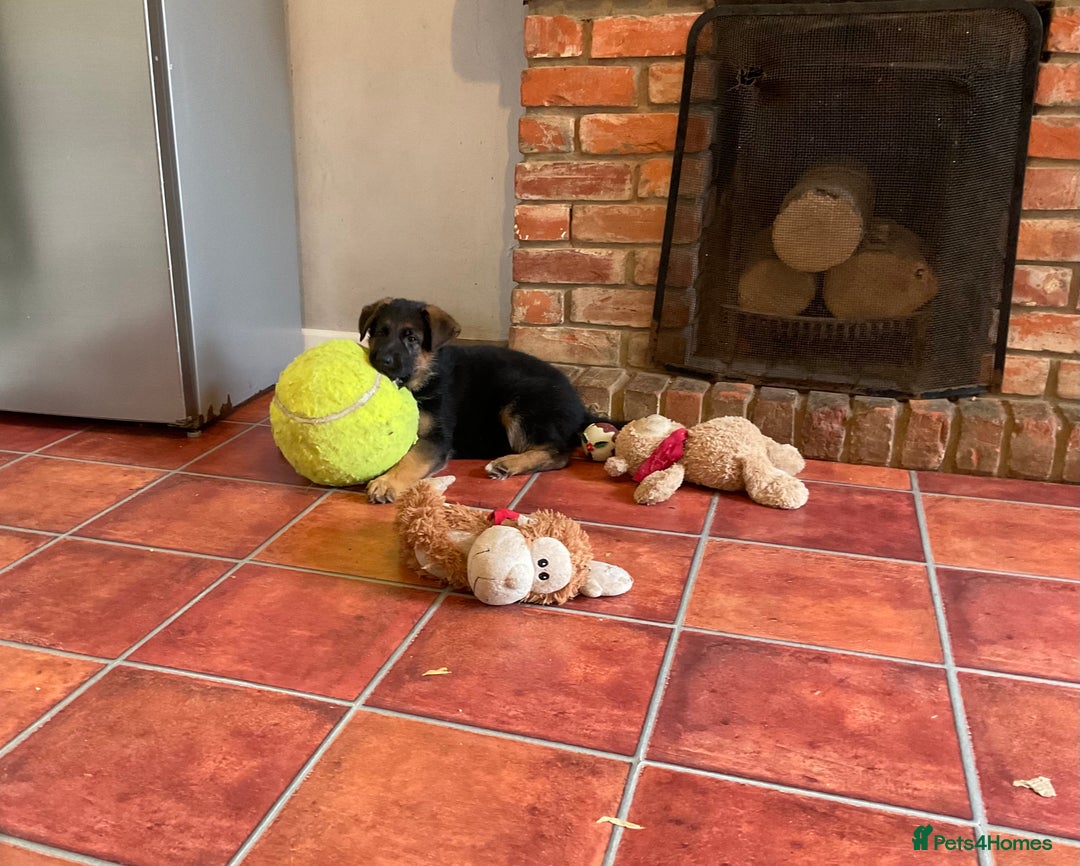 German Shepherd dogs for sale: 25 years experience  breeding German Shepherds - Image 8