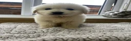 Golden Retriever dogs for sale: Our beautiful golden retriever pups - Advert 1