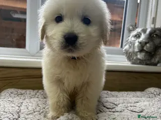 Golden Retriever dogs Our beautiful golden retriever pups - Advert 6