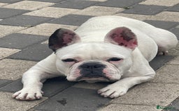 French Bulldog dogs for sale: Beautiful female French bulldog - Image 2