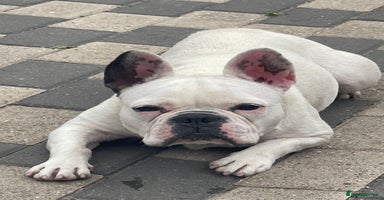 French Bulldog dogs - Advert 6