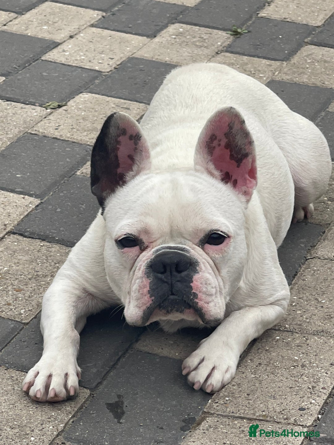 French Bulldog dogs for sale: Beautiful female French bulldog - Image 2