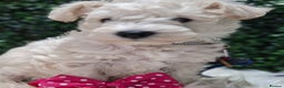 Mixed Breed dogs for sale: ✨ Exceptional Toy Schnoodle Puppies Available ✨ - Advert 12